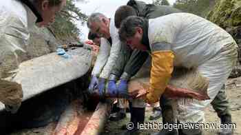 Rare fin whale found dead on remote beach in British Columbia - Lethbridge News Now