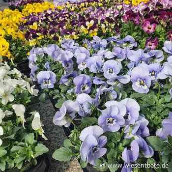 „Coburg blüht auf“ - Der Neue Wiesentbote