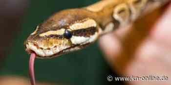 Kalifornier soll 1700 Reptilien geschmuggelt haben