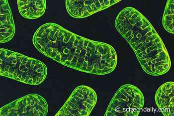 Protein Controls Mitochondrial Fission Process That Goes Awry in Parkinson’s Disease