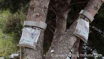 Frontignan : les chenilles processionnaires de retour - Hérault Tribune