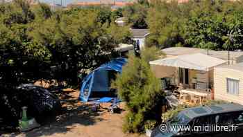 Frontignan : cinquante tamaris vont être plantés le long de l'avenue des Vacances - Midi Libre