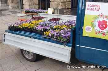 Coburg blüht auf - Stadtmacher-Aktion lockt Samstag in die Innenstadt - Neue Presse Coburg