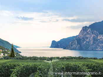 A ogni zona i suoi vitigni, per il Garda sono cinque - Informatore Agrario