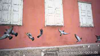 »Ratten der Lüfte« in Balingen - Stadttauben? Verein sieht viele Vorurteile - Schwarzwälder Bote