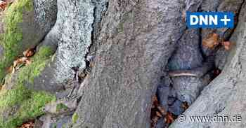 "Alte Bäume - Lebensräume" - neues Projekt von TU Dresden und Grüner Liga - Dresdner Neueste Nachrichten