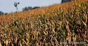 Bolsa de cereales de Buenos Aires reduce estimación de cosecha de maíz en Argentina a 49 million ton - infobae