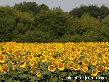 Growing Things: Supporting Ukraine through sunflower gardens
