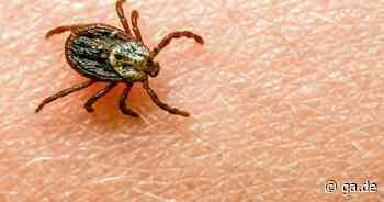 Milder Winter: Zahl der Zecken in Bonn nimmt zu - General-Anzeiger Bonn