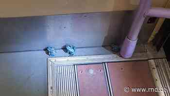 Bonn: 18 blaue Frösche fahren Straßenbahn - RND