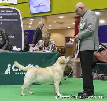 Barrhead four legged friends impressed at Crufts - Barrhead News