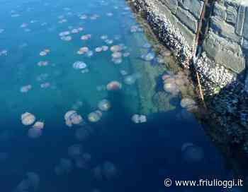 Invasione di meduse nelle acque del porto di Trieste: lo spettacolo si ripete - Friuli Oggi