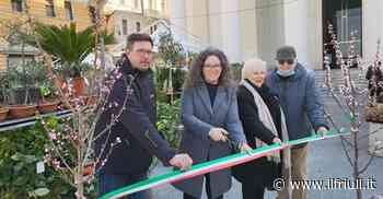 Trieste in fiore porta la primavera in città - Il Friuli