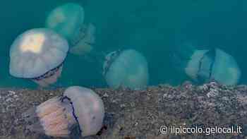 A Trieste torna l'invasione di meduse da Muggia fino alla Costiera. Lo sconforto dei pescatori: «Lavorare così è difficile» - Il Piccolo