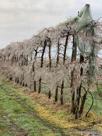 Sgravi contributivi gelate 2021, con Confagricoltura Cuneo le aziende piemontesi potranno presentare le domande all’INPS - IdeaWebTv