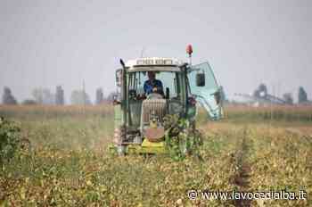 Ucraina, Coldiretti Cuneo: boom dei prezzi dopo un mese di guerra - LaVoceDiAlba.it