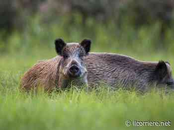 Cinghiali, autorizzati in provincia di Cuneo gli abbattimenti per contrastare l'epidemia di peste suina africana - https://ilcorriere.net/