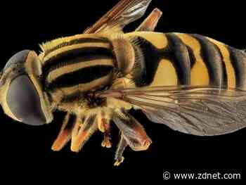 Fly brains can detect threatening drones