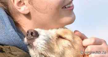 Hilfe aus Hemmingen für kroatische Tiere - Ludwigsburger Kreiszeitung