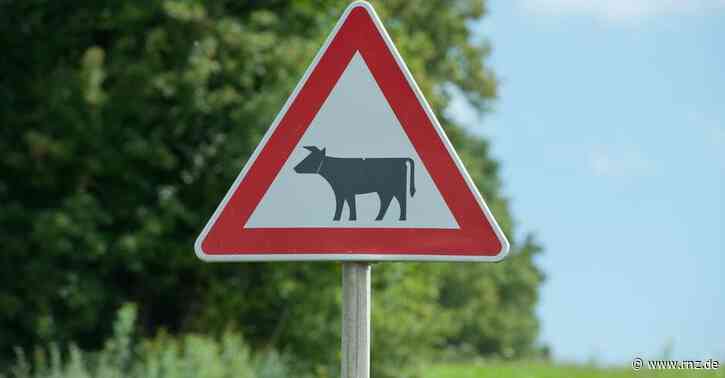 Heidelberg:  Motorradfahrer erfasst Kuh und Kalb