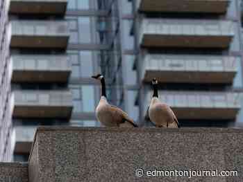 COVID-19 updates: 'Freedom Convoy' organizers face multiple additional criminal charges; CRA received thousands of tips on benefits cheats