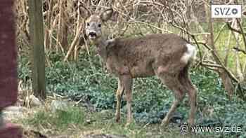 Wildtiere mitten in Parchim: Rehe fressen sich durch die Gärten im Brunnenfeld | svz.de - svz – Schweriner Volkszeitung