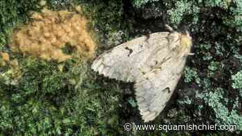 B.C. Forest Ministry puts spongy moths in the crosshairs - Squamish Chief
