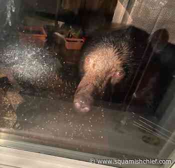 Squamish woman startled by black bear in window - Squamish Chief