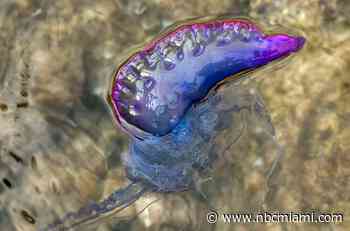 Officials Warn of Portuguese Man-of-War Dangers at South Florida Beaches
