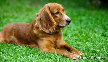 BRUCHSAL | Hund alarmiert Bewohner nach nächtlicher Rauchgasentwicklung - Landfunker