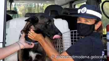 Modena, il cane Pit fa arrestare uno spacciatore - La Gazzetta di Modena