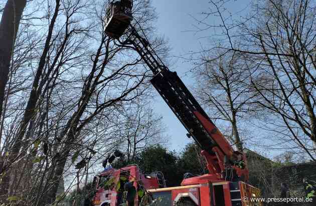 FW Sankt Augustin: Es gibt die Einsätze wirklich: Feuerwehr rettet Katze aus Baum