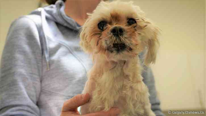'Soaked with urine': Calgary Humane Society seeks owner of Shih-Tzu found in city’s northeast