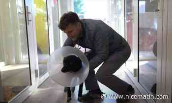 Guerre en Ukraine: ce vétérinaire polonais traverse la frontière pour aller sauver des animaux blessés ou abandonnés