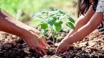 Siegen: Fehler im Garten, der nicht gemacht werden sollte - WP News