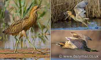 Britain's loudest bird the 'booming bittern' is making a recovery, RSPB claims 
