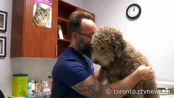 This Markham Ont. veterinarian is going to Europe to help animals displaced by war - CTV News Toronto