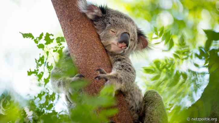 Wochenrückblick KW12: Von unkontrollierbaren Standortdaten und Pornoregulierungsfantasien