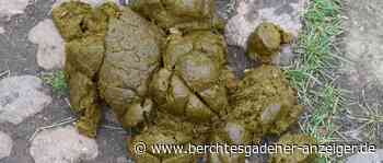 An der falschen Stelle geäpfelt - Berchtesgadener Anzeiger