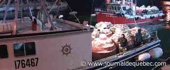 La pêche au crabe des neiges est lancée!