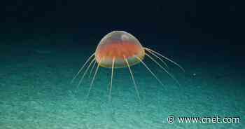 Scientists Spot 'Unidentified Gelatinous Creature,' Video Captures Their Joy     - CNET