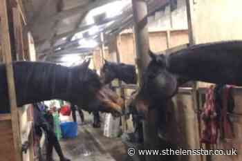 Horses rehomed after devastating fire at Rainford stables - St Helens Star
