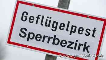 Tiere - Kiel - Geflügelpest im Kreis Steinburg: 3200 Gänse getötet - Gesellschaft - Süddeutsche Zeitung - SZ.de