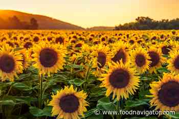This food price crisis could be worse than in 2011… what are the potential action areas? - FoodNavigator.com