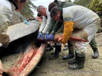 Rare fin whale found dead on remote beach in British Columbia - Richmond News