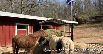 Ponyhof-Projekt im Zoo Neunkirchen läuft seit einem Jahr - Saarbrücker Zeitung