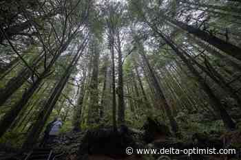 Environmental group gives guarded support for company's old-growth forest plan - Delta Optimist