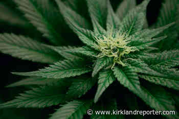 Buy Weed Online: 3 Best Delta 8 Brands To Buy Hemp Products In 2022 - Kirkland Reporter