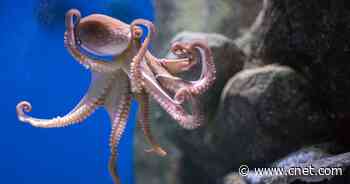 Bees get anxious and octopuses feel pain. Why do we look away?     - CNET