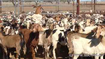 Growing taste for goat meat behind expansion of Queensland processor